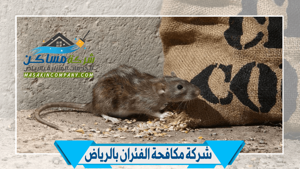 شركة مكافحة فئران في الرياض
